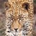 Kruger Park Leopard